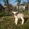 This is one of our Lleyn ewe's (Maggie) first lamb, and the first lamb to be born on our small holding!  