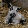 Torddu Badger Face Lamb (4 hours old)