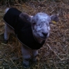 Orphan lamb barry