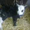  Shetland ewe lamb born today 03042012