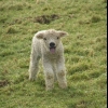 Cutest lamb winner: Hazelwood Flock