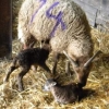 Twin Moorits