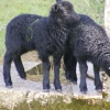 Hebridean twins