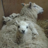 Gotland Teeswater cross ewe lamb 4 days old