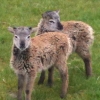 Twin Soay Lambs - Amethyst and Boy