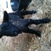 Oxford Down Cross Lamb