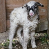 Soay ram lamb, one day old !