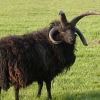 2 year old Hebridean tup