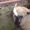 central scotland longhorn sheep