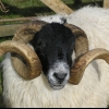 A Scottish Blackface Tup.