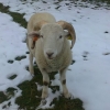 Wiltshire Horn ram lamb (born 2011).