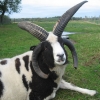 Most impressive horns winner: Brucklay