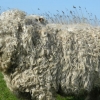 Wooliest sheep winner: Tilly