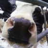 Friesian cow in the snow