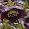 Frosty droplets on hellebore