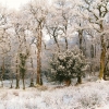 A bank of trees along one of the fields on our smallholding