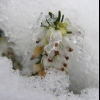 Snow covered heather.