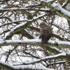 Buzzard in snowy tree
