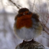 Robin in the snow ! 
