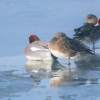 Teal at Caerlaverock WWT