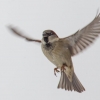 Sparrow (who thinks he's a sparrowhawk!) in the snowflakes