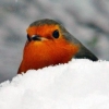Winter birds winner: Victorian Farmer