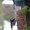 Long tailed tit.