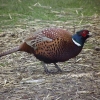 A Friendly Pheasant coming for dinner