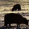 Sheep in the snow 