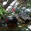 Tree Dwellers sheltering from a sleety shower