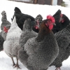 Best Winter Hen winner: Castle Farm