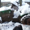 hens in snow