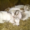 4 x 1 day old 50% Boer kids 