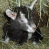 "Bonnie" (sister of Clyde!) born 22nd March 2013