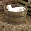 Boer cross doelings enjoying a bit of sunbathing