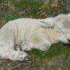 This is Teddy a Ryeland ram lamb born on Good friday.