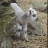 Charollais x Shetland tup lamb