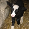 2 day old Zwartble X