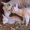 A tender moment is shared between a South Country Cheviot and her newborn twins.