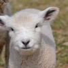 Ryeland ram lamb born on 19th March