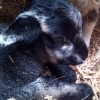 Pretty little ewe