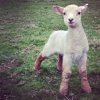 Shetland cross Charolais ram lamb