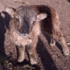 Cutest Lamb winner: Shanti McLoughlin