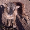 Soay lamb Airdit Flock