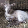 Badger Face x Herdwick ram lamb