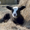 Zwartble tup lamb