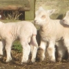 Ryeland lambs with muddy feet