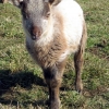 Castlemilk Moorit x Shetland ram lamb