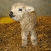 Cutest Lamb (Greyface Dartmoor) winner: Blinkers