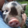 "Peanut" Kune Kune piglet